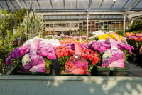 9. Prior Park Garden Centre. Beata Cosgrove Photography