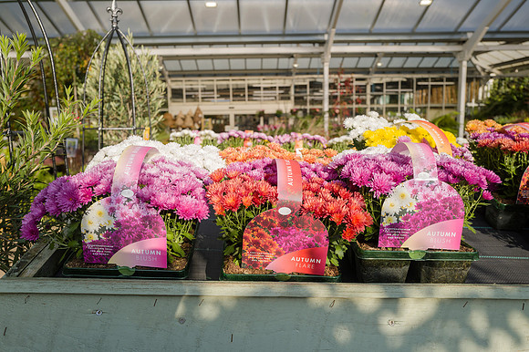 9. Prior Park Garden Centre. Beata Cosgrove Photography