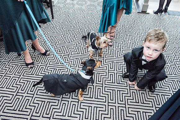 boy, dogs and wedding guests