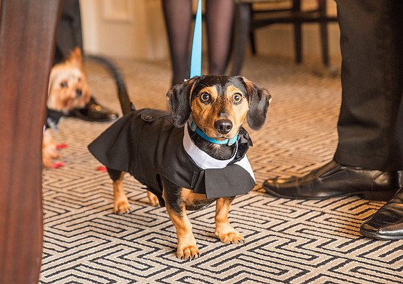 Smartly dressed dog at wedding Macdonald Bath Spa