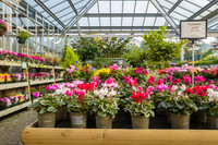 Prior Park Garden Centre. Beata Cosgrove Photography