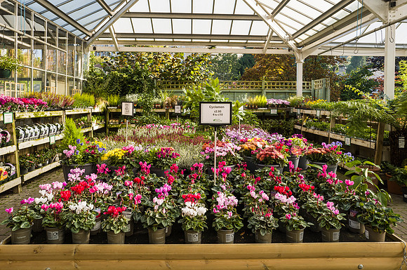 Prior Park Garden Centre. Beata Cosgrove Photography