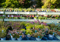 11. Prior Park Garden Centre. Beata Cosgrove Photography