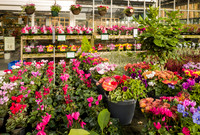 7. Prior Park Garden Centre. Beata Cosgrove Photography