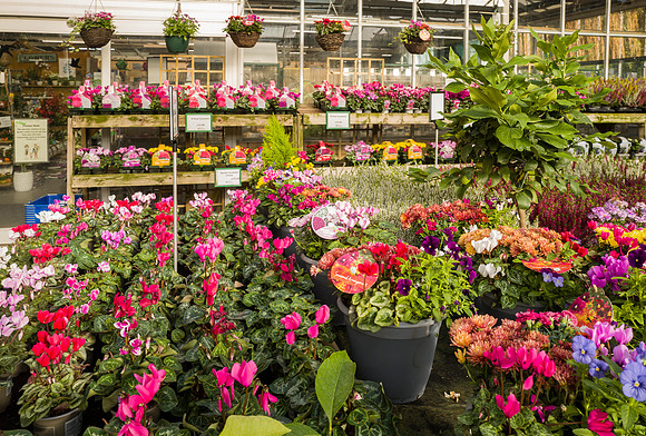 7. Prior Park Garden Centre. Beata Cosgrove Photography
