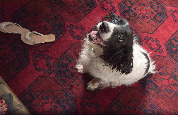 3.Family&Dog photo shoot.Beata Cosgrove Photography