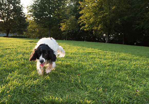 15.Family&Dog photo shoot.Beata Cosgrove Photography