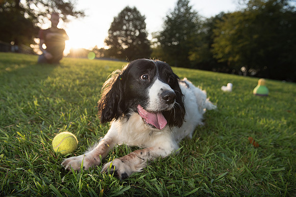 19.Family&Dog photo shoot.Beata Cosgrove Photography