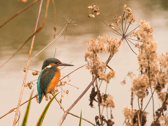 King Fisher. Beata Cosgrove Photography