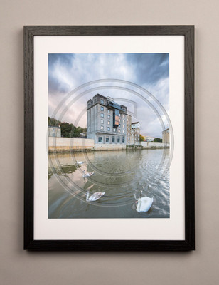 Bath Photo Prints. Swans by Waterfont House, Bath. Beata Cosgrove Photography